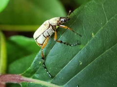 Macrodactylus subspinosus