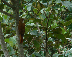 Lepidocolaptes squamatus