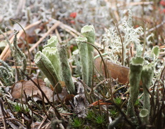 Cladonia sulphurina