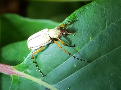 Macrodactylus subspinosus