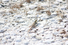 Ophisops elegans macrodactylus