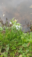 Myosotis