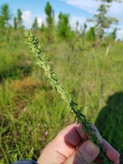 Liatris elegans