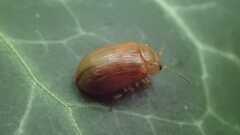 Coleoptera
