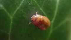 Coleoptera