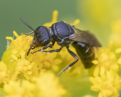 Hylaeus basalis