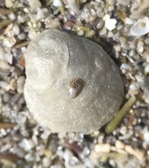 Heteranomia squamula