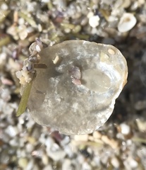 Heteranomia squamula