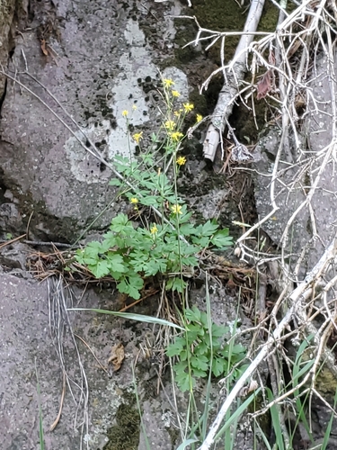 Image of Cyrtorhyncha ranunculina by no rights reserved