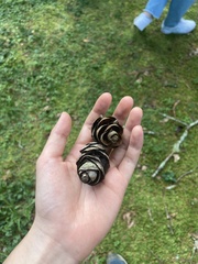 Pseudotsuga wilsoniana