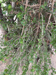 Randia obcordata