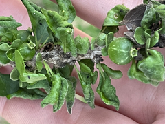 Randia obcordata