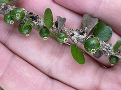 Randia obcordata