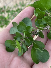 Randia obcordata