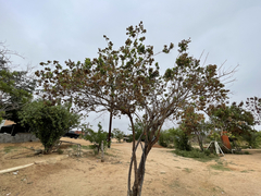 Nahuatlea arborescens