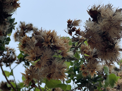 Nahuatlea arborescens
