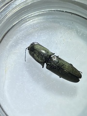 Chalcolepidius viridipilis