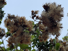 Nahuatlea arborescens