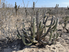 Lophocereus gatesii