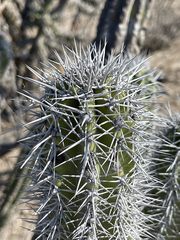 Lophocereus gatesii