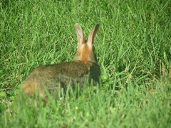 Sylvilagus floridanus