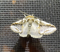 Habrosyne scripta