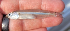 Anchoa hepsetus