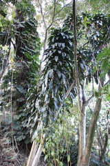 Dracaena fragrans
