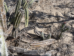 Lophocereus gatesii