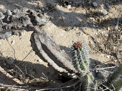 Lophocereus gatesii