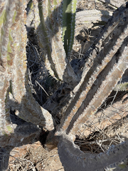 Lophocereus gatesii