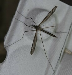 Tipula lateralis