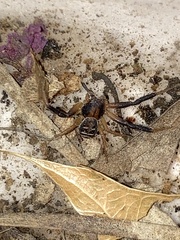 Xysticus texanus