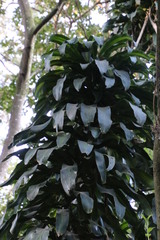 Dracaena fragrans