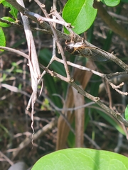 Diceroprocta viridifascia