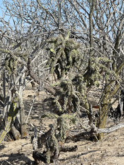 Cylindropuntia cholla