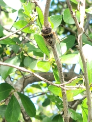 Diceroprocta viridifascia