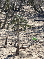 Cylindropuntia cholla
