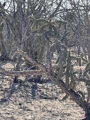 Cylindropuntia cholla