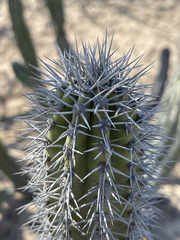 Lophocereus gatesii