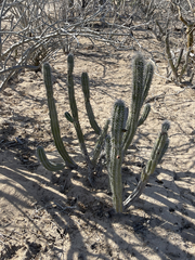 Lophocereus gatesii