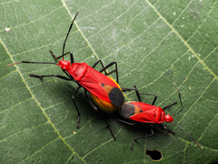 Dindymus sanguineus