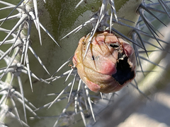 Lophocereus gatesii