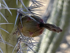 Lophocereus gatesii