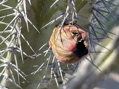 Lophocereus gatesii