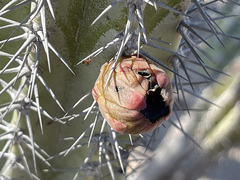 Lophocereus gatesii