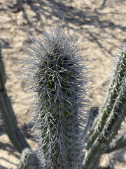 Lophocereus gatesii
