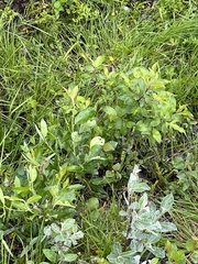 Salix lapponum