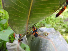 Oncopeltus varicolor