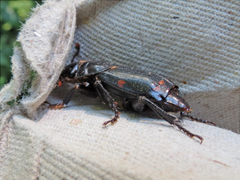 Nicrophorus pustulatus